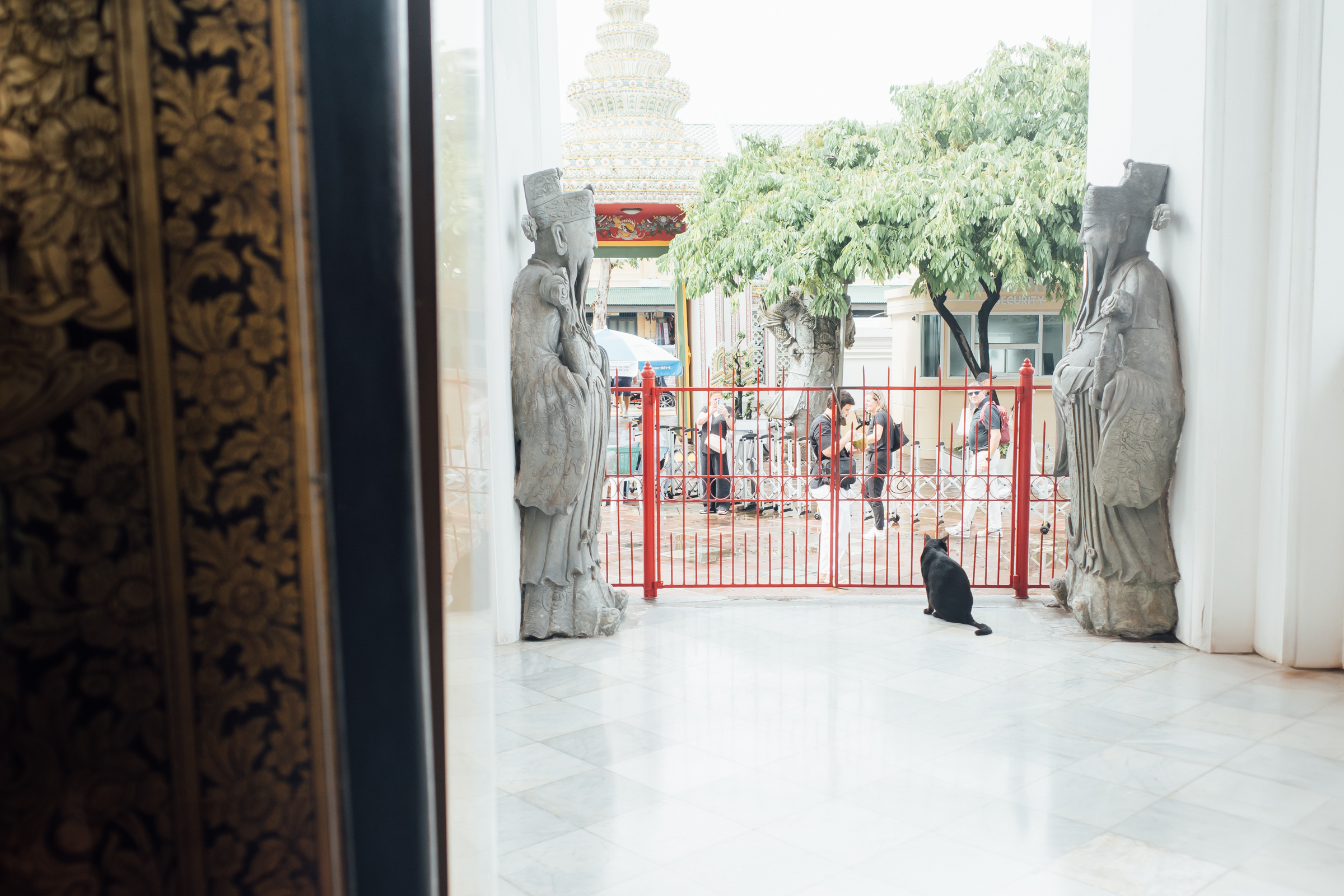 ワット・ポーの猫