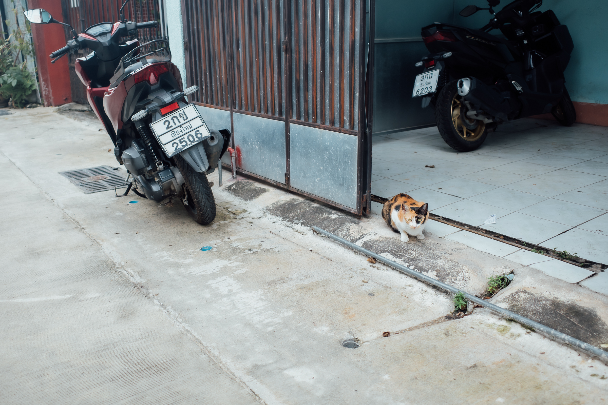 チェンマイの猫