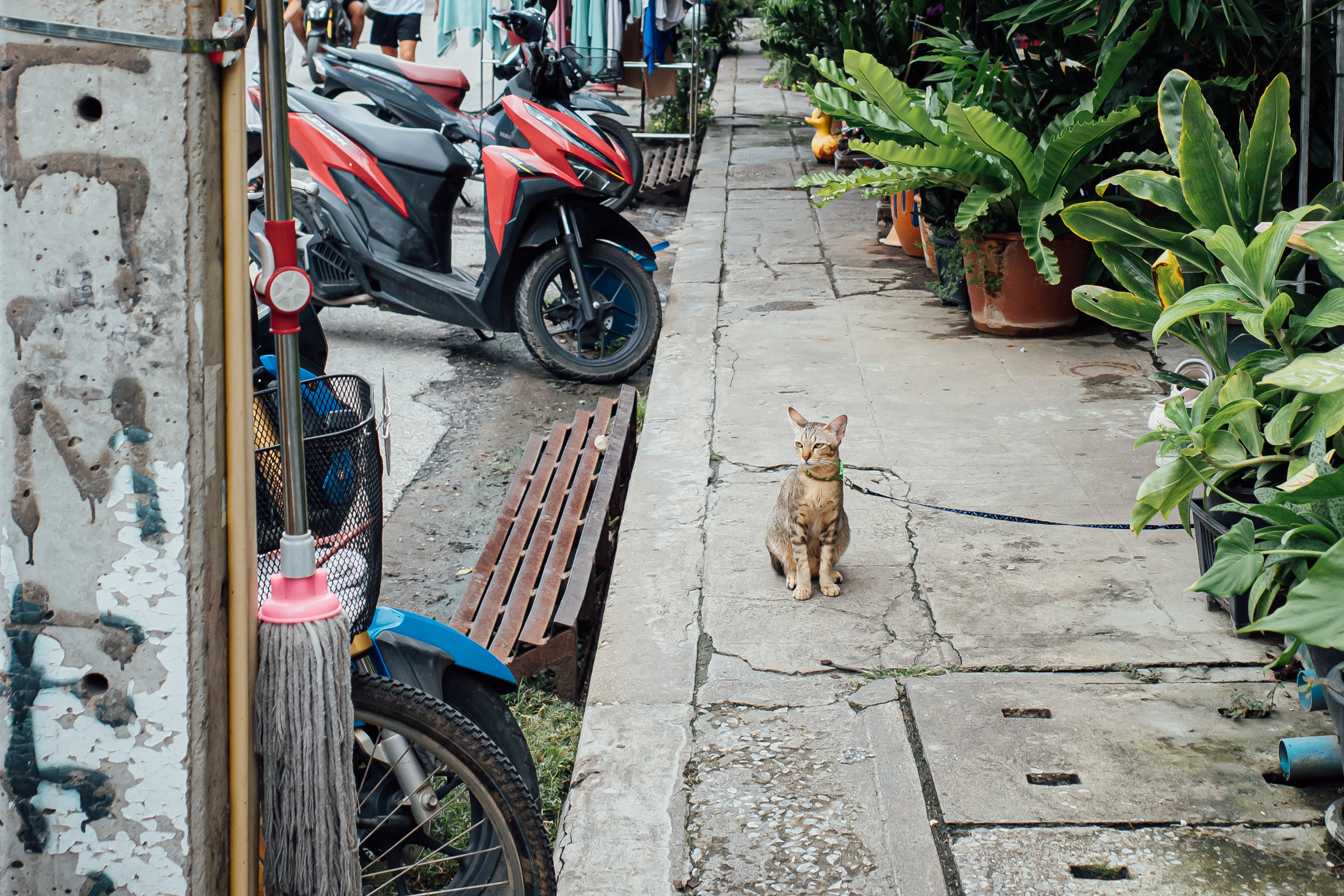 チェンマイの猫
