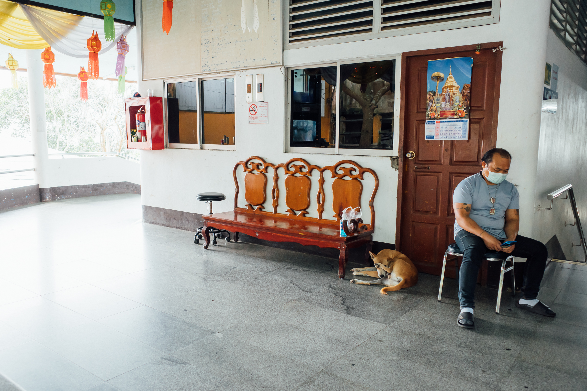 ドイステープ寺院の犬