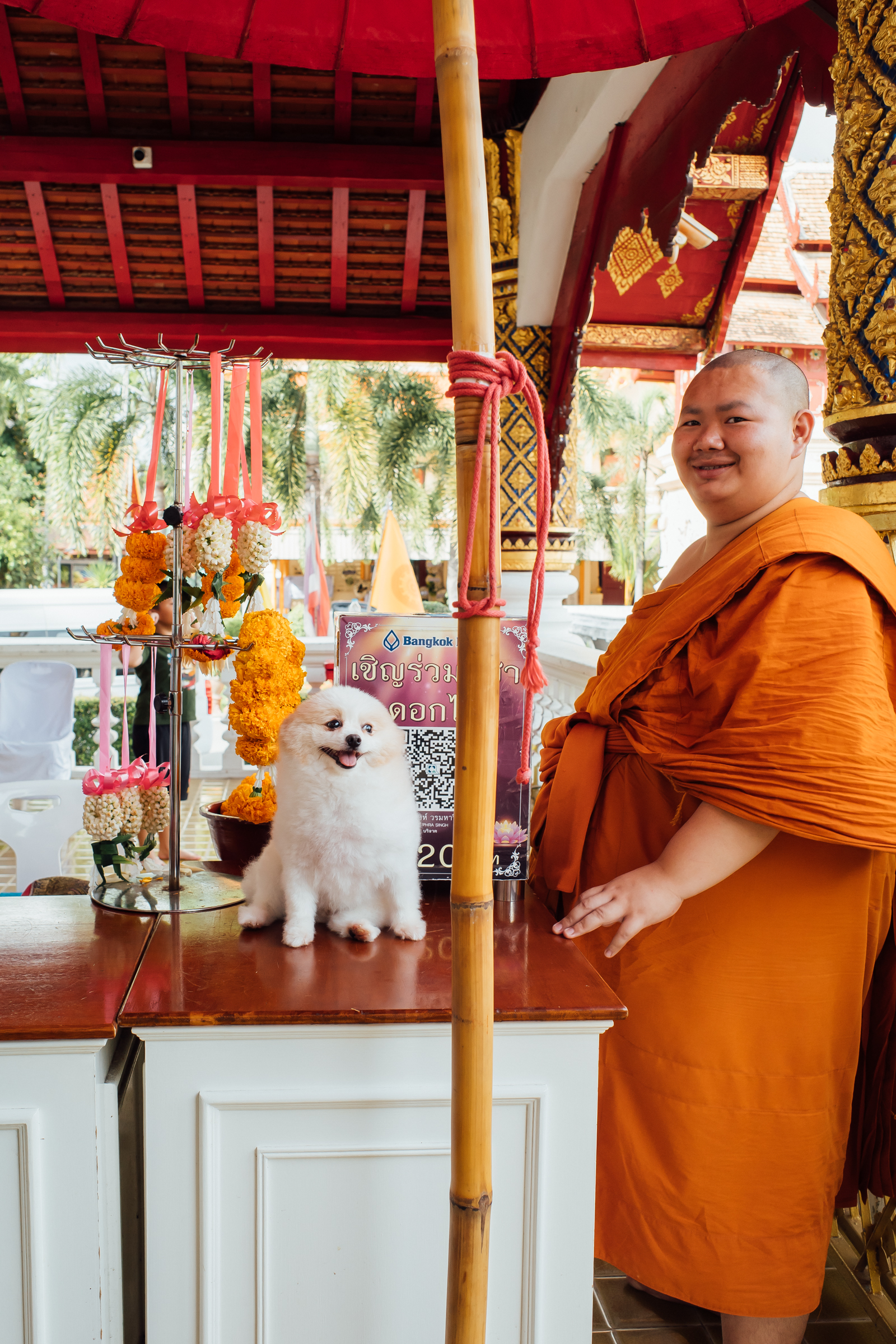 ワット・プラシンの犬